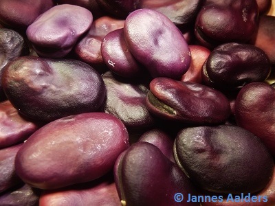 Purple Fava