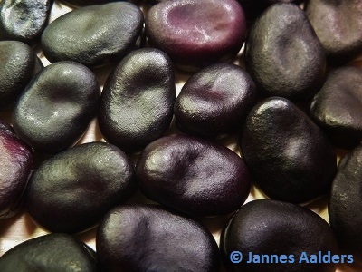 Black Russian