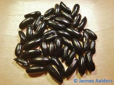 # Dünne Schwarze aus Holland