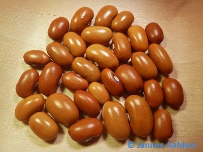 Kleine Braune aus Winschoten
