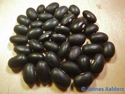 # Kleine Schwarze aus Winschoten