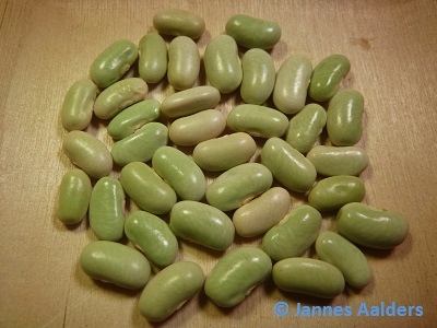 # Grünes Filetböhnchen