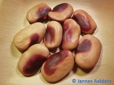 Peruvian Red Cheeck