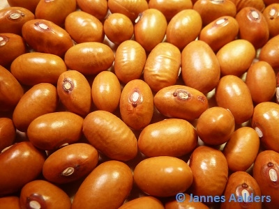 Tabacchino
