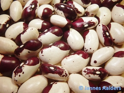 Murusiedda Rosso