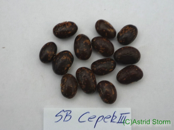 Cepek III