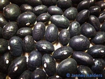 Tondino Nero