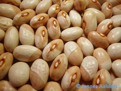 Munachedda (2)