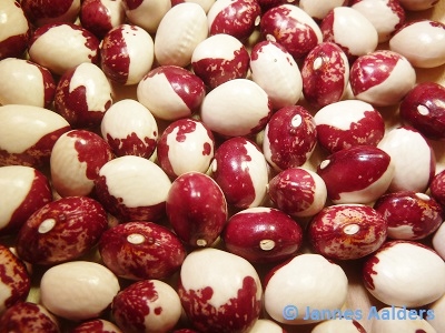 Tuvagliedda Rossa