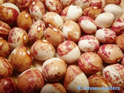 Fasuli Russi