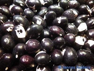 Munachedda Nera (1)