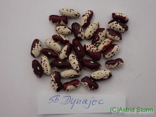 Dynajec