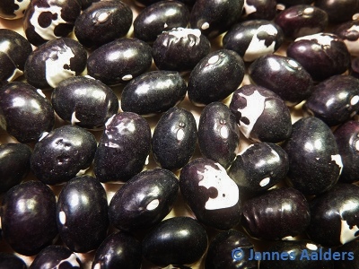 Munachedda Nera (2)
