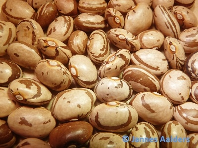 Maruchedda