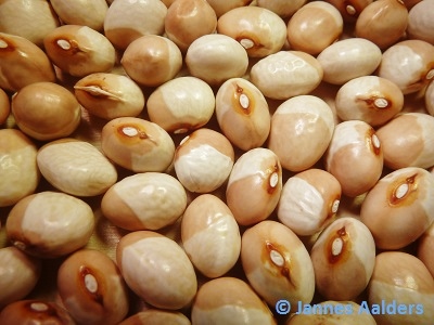 Munachedda (1)