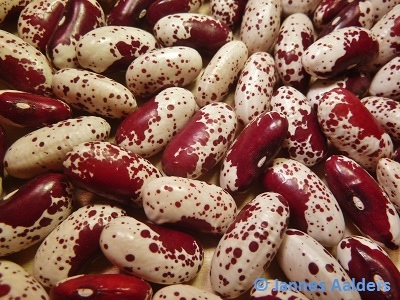 Cannellino Rosso