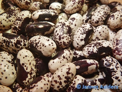 Cannellino Nero