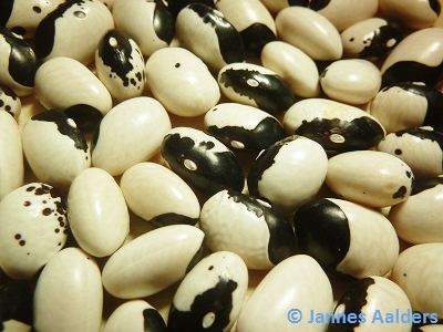 Murusiedda Nero