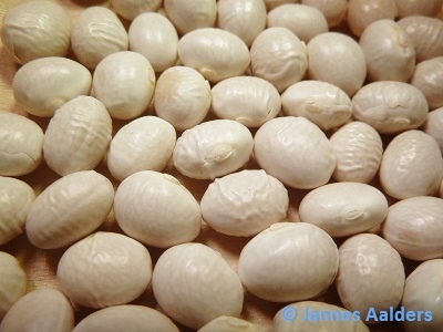 Tondino Bianco