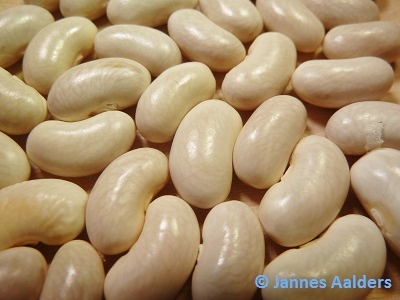 # Weisse aus den Niederlanden G804