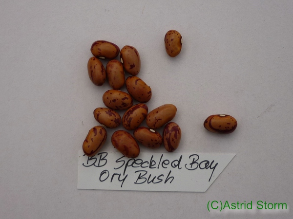 Speckled Bay Ory Bush