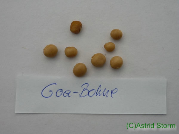 Goa-Bohne (Psophocarpus tetragonolobus)