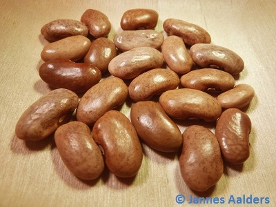 Purple Podded Pole Bean