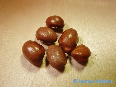 Jr. Snelson Tick Bean