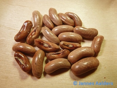 Violet Podded Stringless