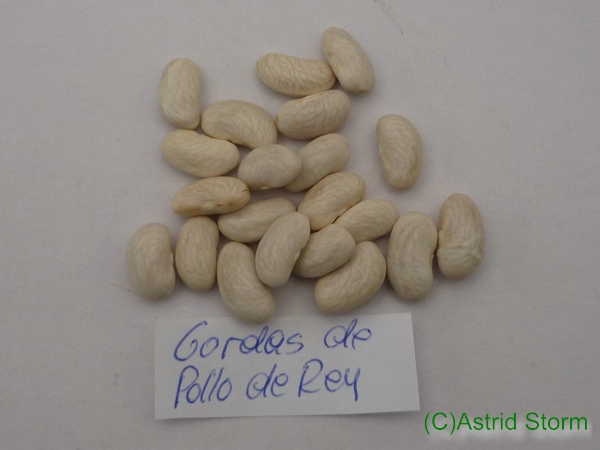 Gordas de Pollo de Rey