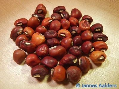Brown Crowder (Cowpea-Vigna unguiculata subsp.)