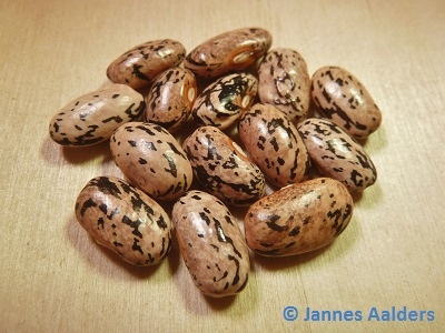 Woods Mountain Crazy Bean