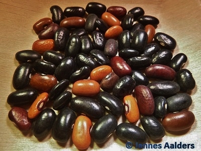 Resilient Bean Breeder F3