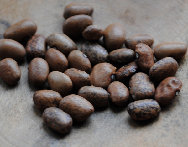 Blue Speckled Tepary Bean