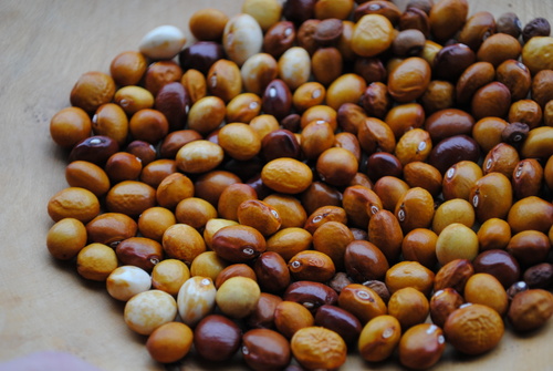 Capriana