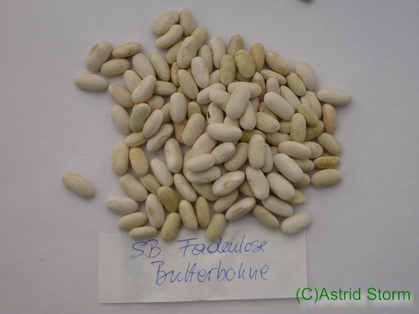 Fadenlose Butterbohne