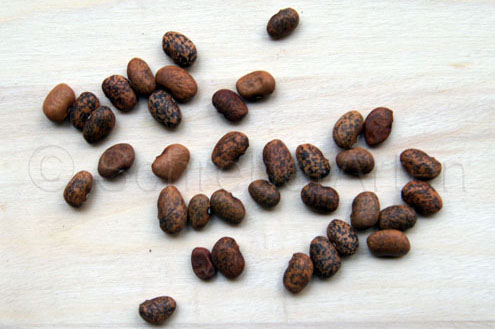 Blue Speckled Tepary Bean