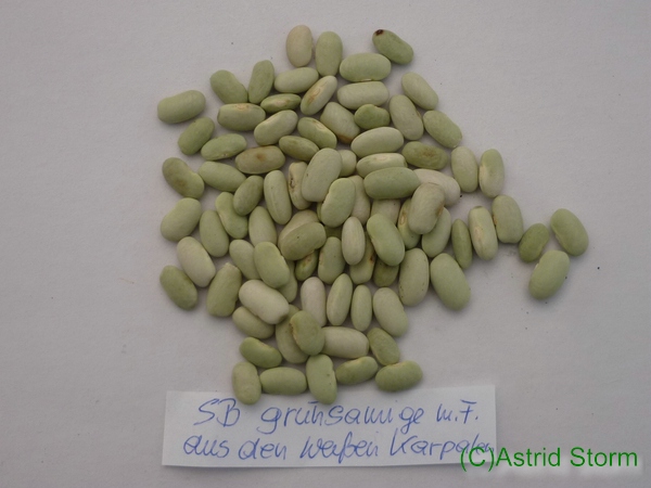 Grünsamige aus den Weißen Karpaten