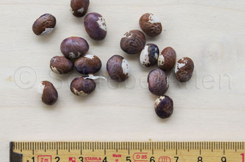 Croatian Heirloom Flat Pod Climbing Bean