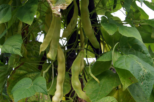 Croatian Heirloom Flat Pod Climbing Bean