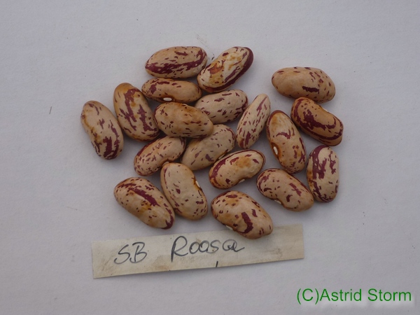 Roosa