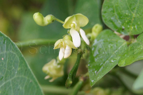 Early Thorogreen (Lima bean)
