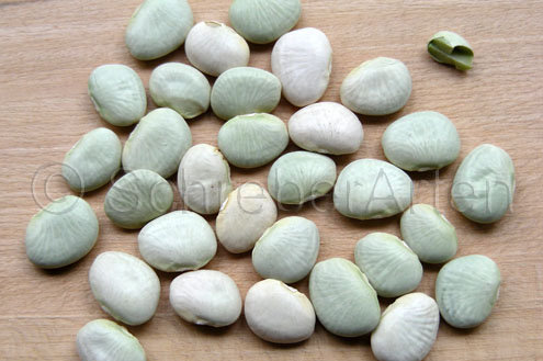 Early Thorogreen (Lima bean)