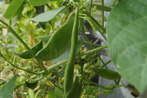 Early Thorogreen (Lima bean)