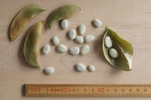 Early Thorogreen (Lima bean)