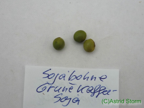 Grüne Kaffeesoja (Sojabean)