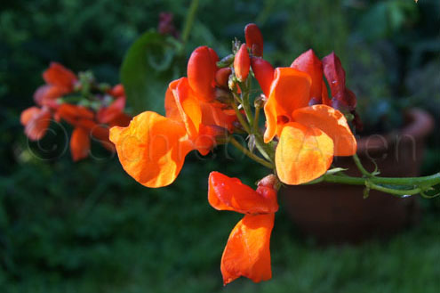 Hammonds Dwarf Scarlet
