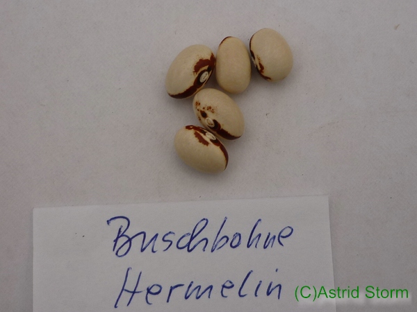 Hermelin