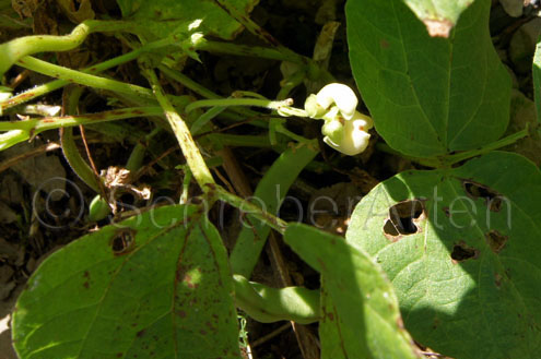 Hopi Pink Bean