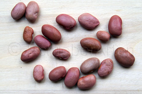 Hopi Pink Bean